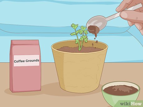 How to Make Indoor Plants Grow Faster