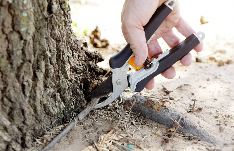 How to Prevent Tree Roots from Growing