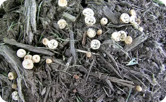 How to Stop Mushrooms from Growing in Mulch
